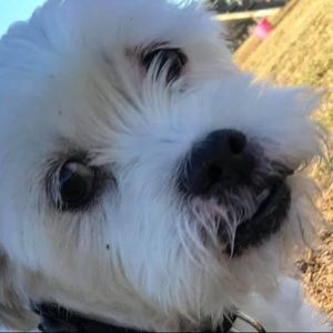 Meet your Posher, Lucy